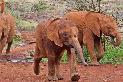 Nationaal park Nairobi, olifantenweeshuis en giraffencentrum