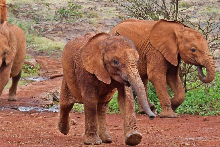 Nationaal park Nairobi, olifantenweeshuis en giraffencentrum