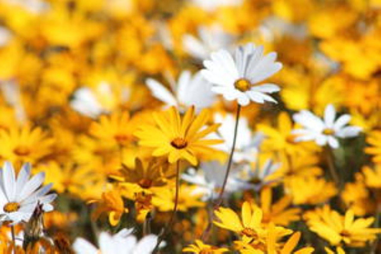 Kaapstad: 5-daagse bloementour langs de westkust
