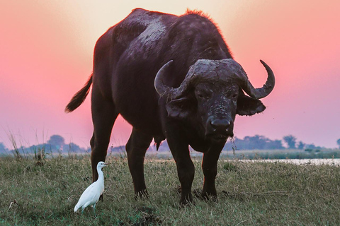 Chobe River Private 3 Hour Boat Safari