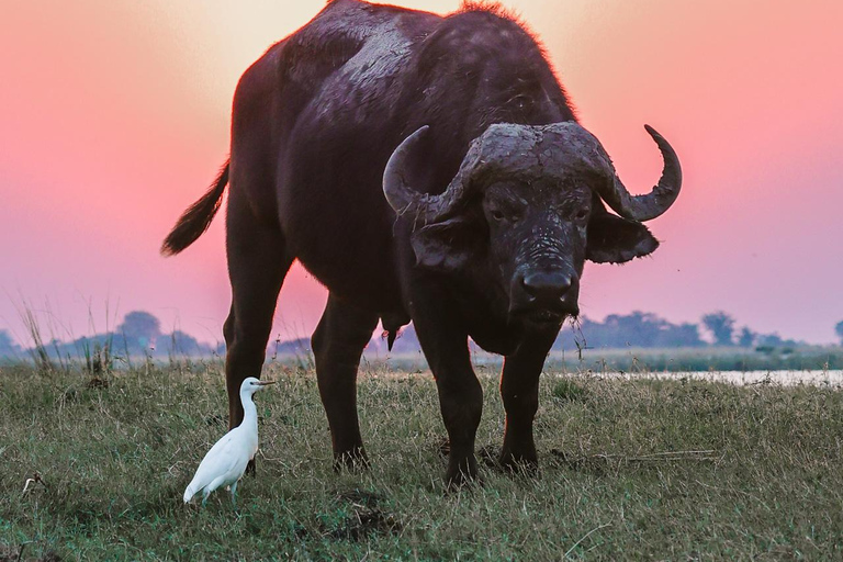 Chobe River Private 3 Hour Boat Safari
