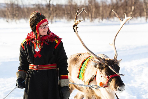 Kiruna: Autumn Reindeer Tour