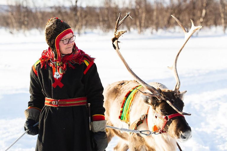 Kiruna: Autumn Reindeer Tour