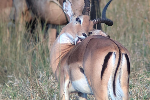 Arusha: 4 giorni di safari nel Serengeti e nel cratere Ngorongoro