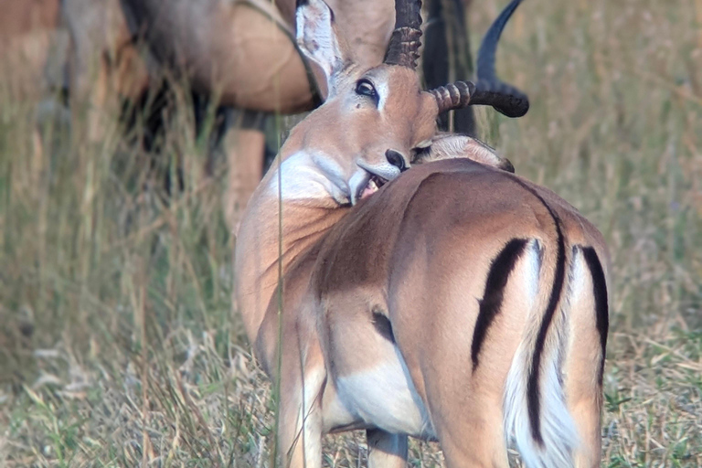 Arusha: 4 giorni di safari nel Serengeti e nel cratere Ngorongoro