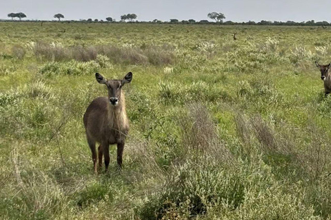 Diani/Mombasa: 2 Days to Tsavo East & Tsavo West with meals