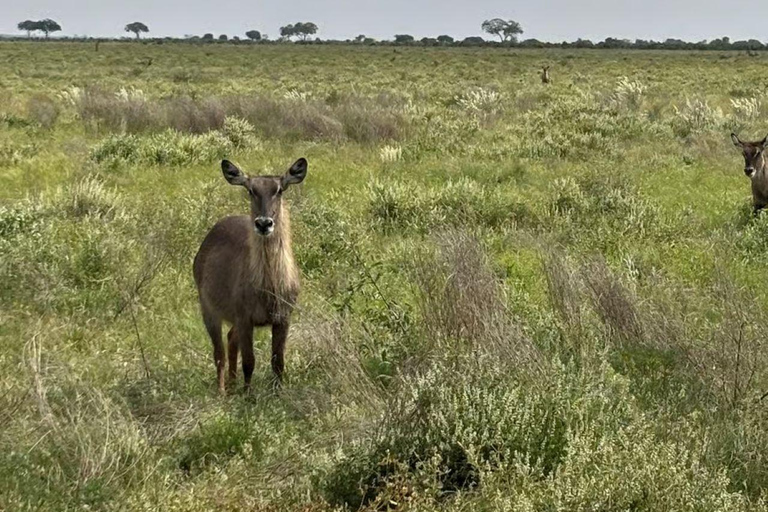 Diani/Mombasa: 2 Days to Tsavo East & Tsavo West with meals