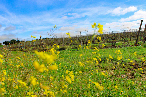 Évora: Jeep Vineyards Tour with Regional Wine & Food Tasting