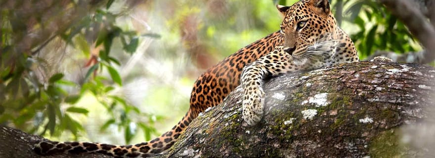 Safari dans le parc national de Wilpattu : safari privé en 4x4