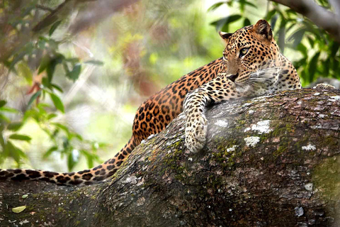 Desde Anuradhapura: Safari de medio día al Parque Nacional de Wilpattu