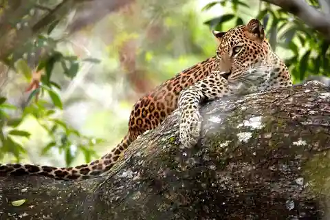 Wilpattu National Park: Morning or Evening Jeep Safari