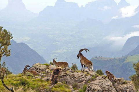 Gondar: 3-Day Simien Mountains Trek with Camping