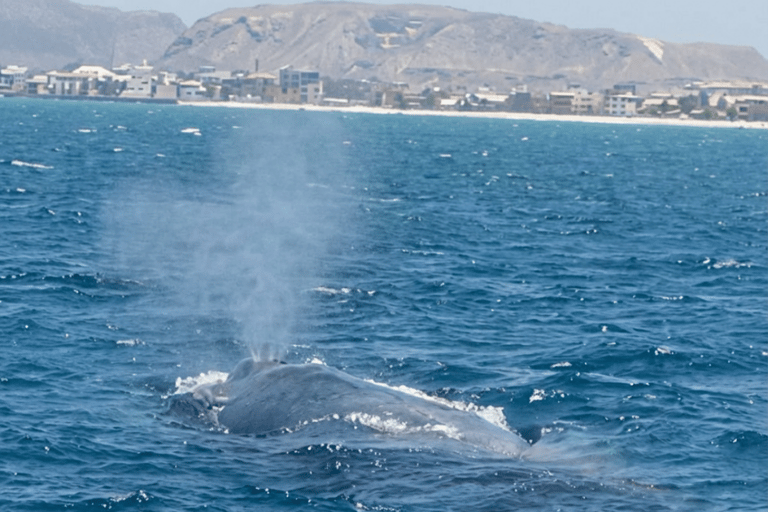Boa Viata - Small-Group Whale Watching Tour
