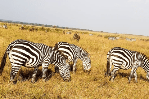 Nairóbi: excursão de meio dia ao parque nacional com Wi-Fi gratuito