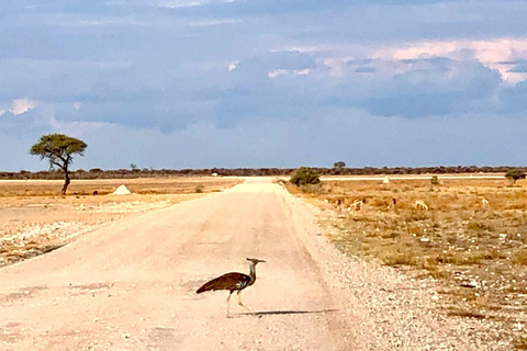 Windhoek: 3-Day Guided Safari in Etosha with Lodge