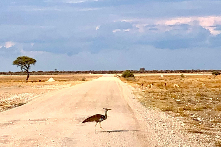 Windhoek: 3-Day Guided Safari in Etosha with Lodge