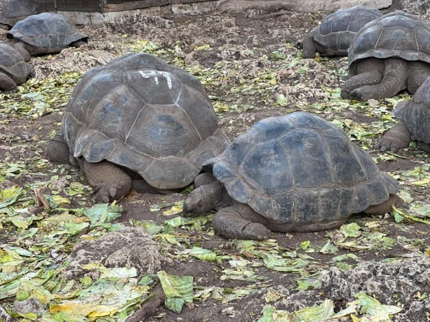 Excursión a la Isla de la Prisión (Isla de Changuu) GetYourGuide