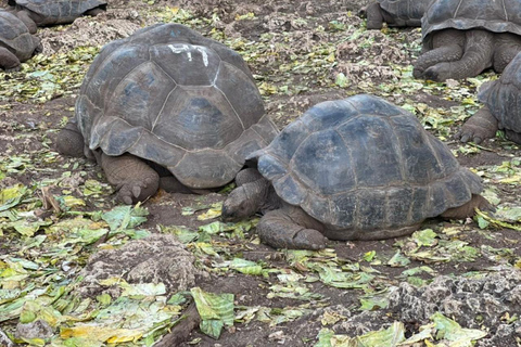 Excursión a la Isla de la Prisión (Isla de Changuu)visita privada