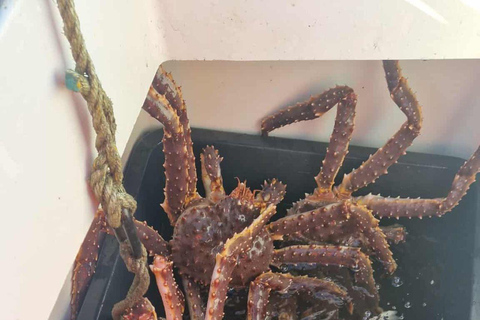 Tromsø: Arctic king crab cruise with self-captured lunch