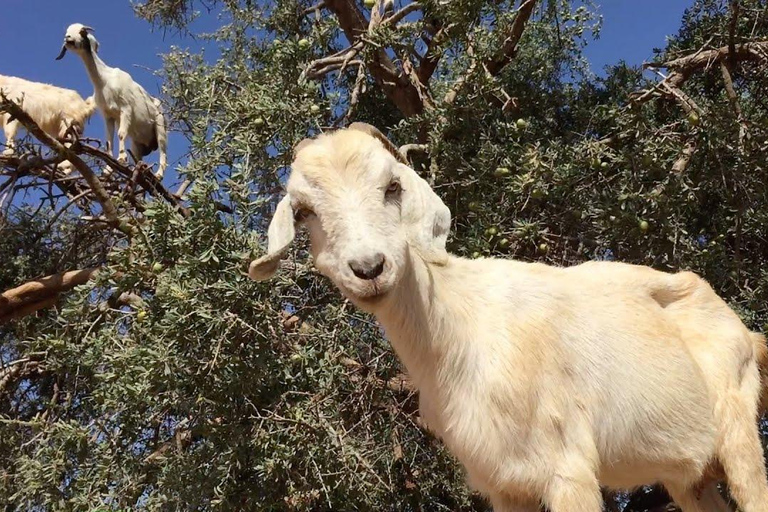 ATV Quad biking & Goats On The argan Tree & Tea with Nomade