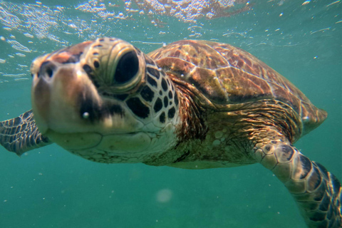 Mirissa: Private Snorkeling Tour with Guide & Hotel Pickup
