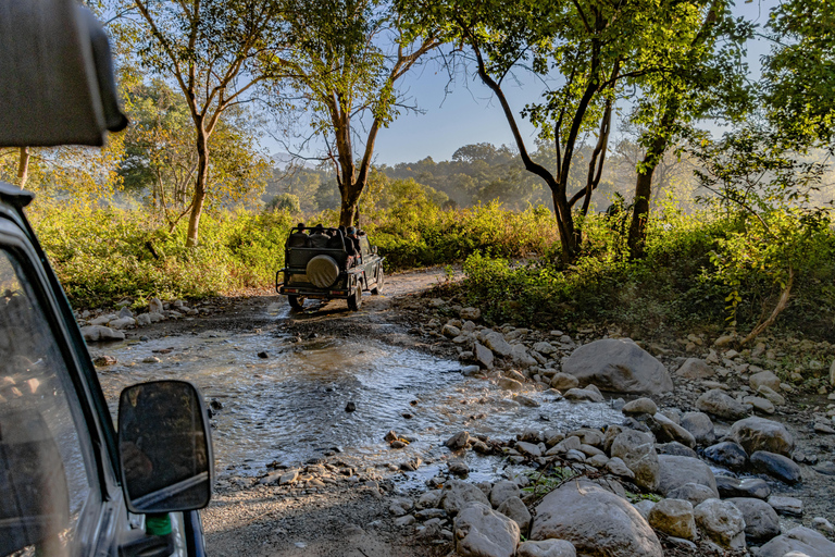 From Jaipur: Sariska National Park Day Tour with Jeep Safari
