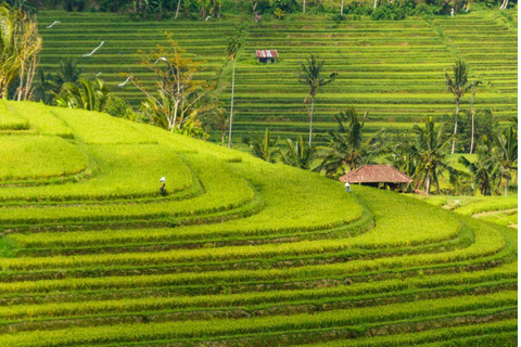 Bali: North Bali Waterfalls Private Tour with Guide