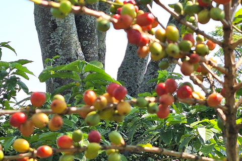 Coffee tour with pick up