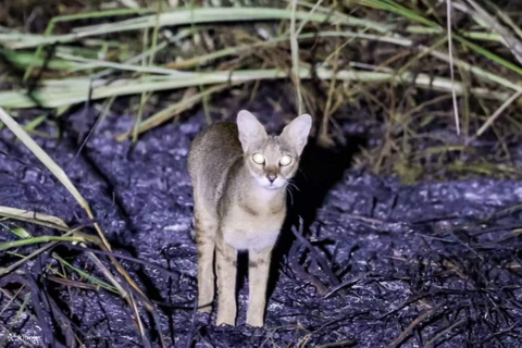 Minneriya: Night Safari with BBQ Dinner & Sri Lanka Cocktail Minneriya/Yala: Night Safari with BBQ Dinner & Cocktail