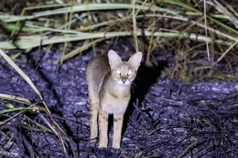 Minneriya: Night Safari with BBQ Dinner & Sri Lanka Cocktail Minneriya/Yala: Night Safari with BBQ Dinner & Cocktail