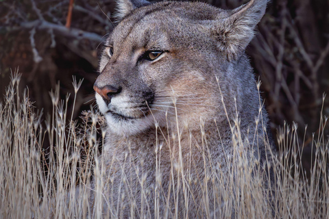 Puma Tracking (Puma spotting) - Torres del Paine Puma Tracking (Puma Sighting) - Torres del Paine