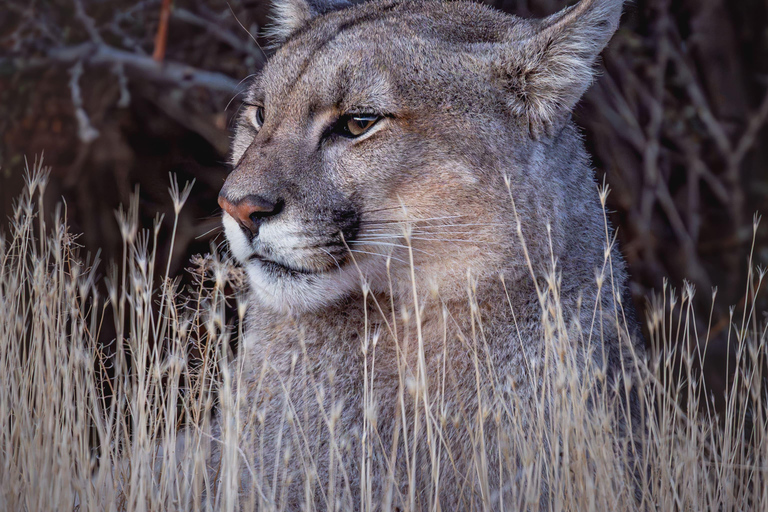 Puma Tracking (Puma spotting) - Torres del Paine Puma Tracking (Puma Sighting) - Torres del Paine