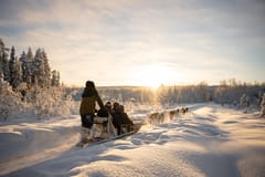 Rovaniemi: Husky-Erlebnis und Schlittenfahrt mit Profi-Fotos
