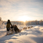 Rovaniemi: experiencia con huskies y paseo en trineo con fotos profesionales