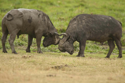 4-Days Group Safari Tour Tarangire, Serengeti & Ngorongoro 4-Days Group Safari Tarangire, Serengeti & Ngorongoro