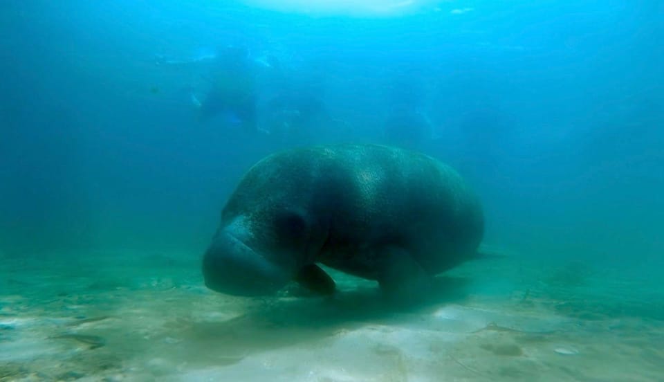 A green sea turtle grazing on a seagrass bed in clear shallow water, seen from above