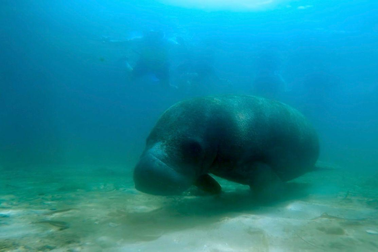 San Juan: Manatee Snorkel Experience, Free Rum Shot!