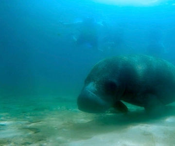 San Juan: Snorkel with Manatees and Turtles with Free Rum