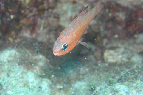 Chania: Snorkelen op een zeescooter rondvaart