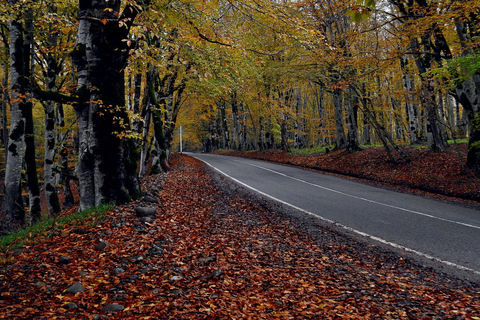 Tbilisi: Mtskheta and Sabaduri Forest Private Day Trip