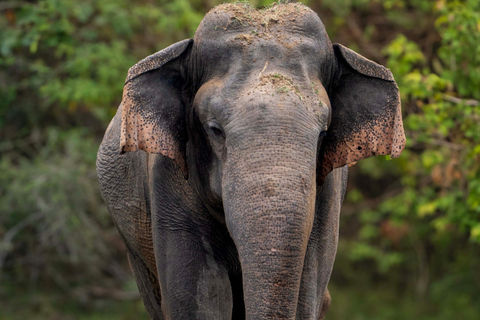 Sri Lanka: 8-Day Big Five Safari & Blue Whale Watching Tour