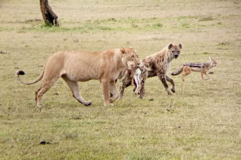 MASAI MARA: 3 DAYS MASAI MARA BUDGET GROUP JOINING SAFARI