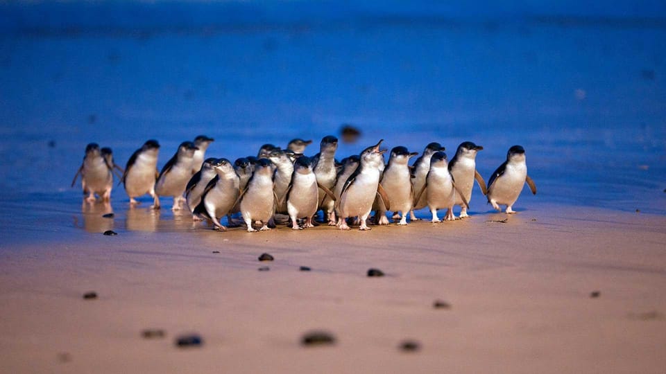 Phillip Island Small Group Afternoon Tour - Housity