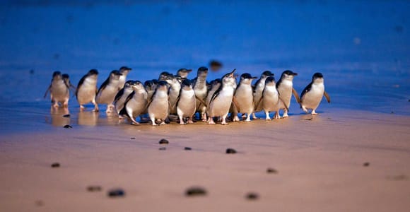 Melbourne: Phillip Island Private Tour, Penguin and Koala
