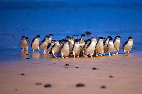 Melbourne: Penguin Parade Tour mit Puffing Billy Zugfahrt