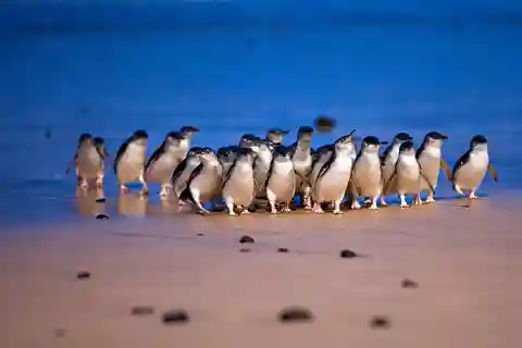 Melbourne: Phillip Island Private Tour including tickets