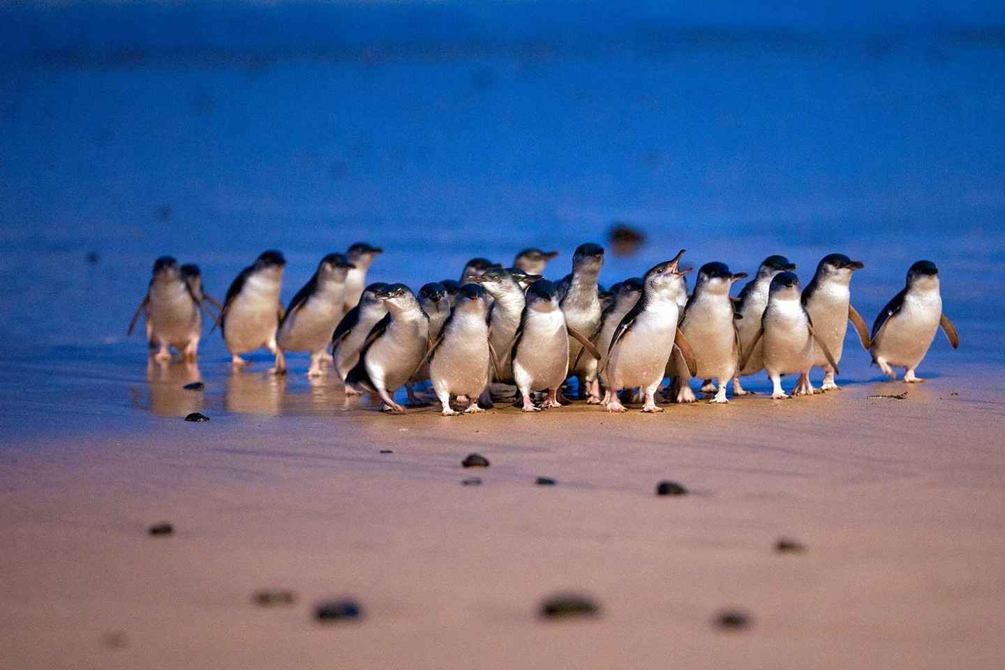 Melbourne: Phillip Island Private Tour, Penguin and Koala - Melbourne: Phillip Island Private Tour, Penguin and Koala