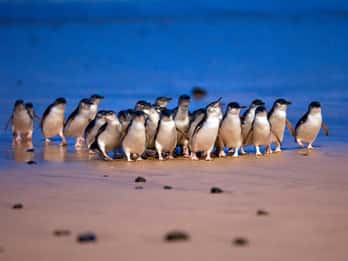 Melbourne: Phillip Island Private Tour including tickets