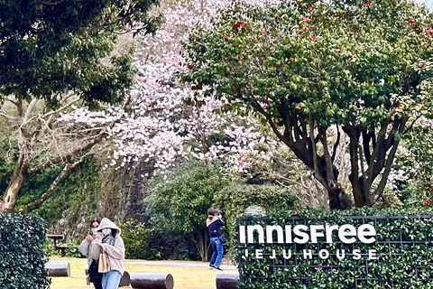 Jeju Trendy Café Tour including Hello Kitty Island