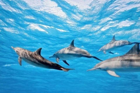 Sahl Hasheesh: Tour en barco por la Casa de los Delfines con traslado privado